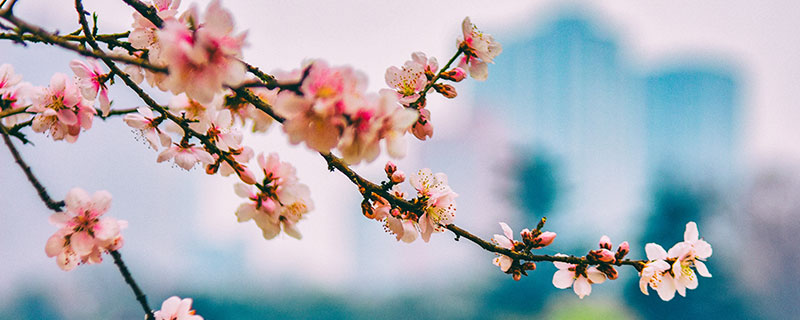 花朝节的风俗