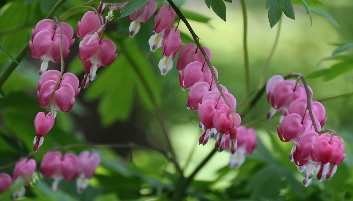 茶花的养殖方法