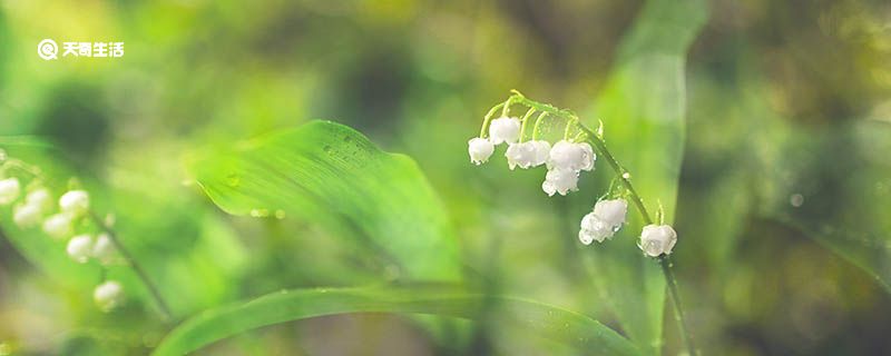 铃兰花的寓意是什么