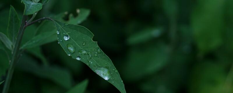 江南梅雨季节什么时间